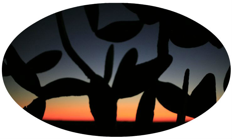 cropped-cactus-round