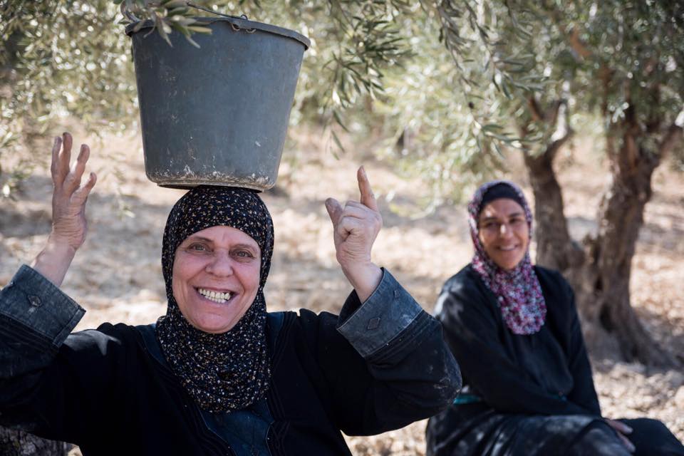 Palestinian women picking olives. 